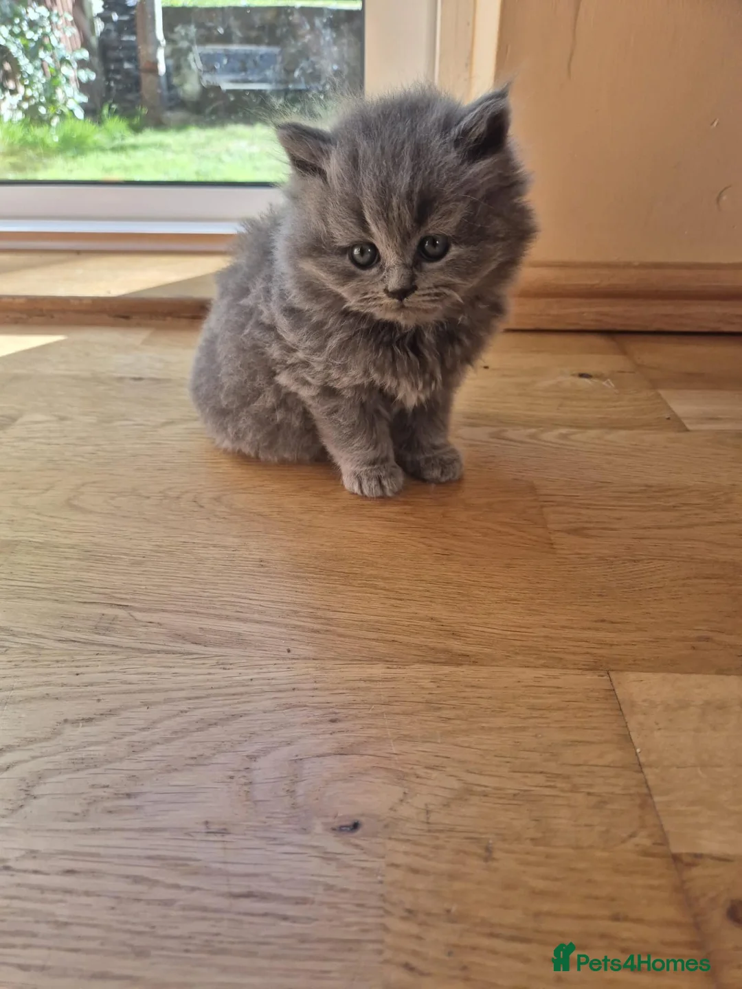 Scottish Fold cats for sale: Kittens Scottish straight blue boy and girl in Nottingham - Advert 2
