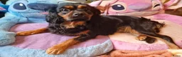 Cavapoo dogs for sale: Stunning Black and Tan Cavapoo puppies - Advert 11