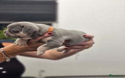 French Bulldog dogs for sale: 6 French Bulldog puppies (3 girls, 3 boys) - Image 19