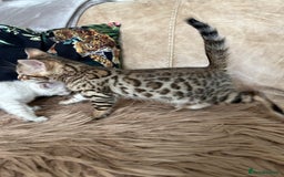 Bengal cats for sale: ❤️ PURE BENGAL KITTENS ❤️ - Image 22
