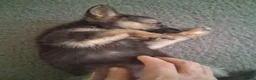 German Shepherd dogs for sale: German Shepherd Puppies for sale ready in 2 weeks - Advert 6