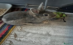 Netherland Dwarf rabbits for sale: Grey female Netherlands dwarf rabbit - Image 1