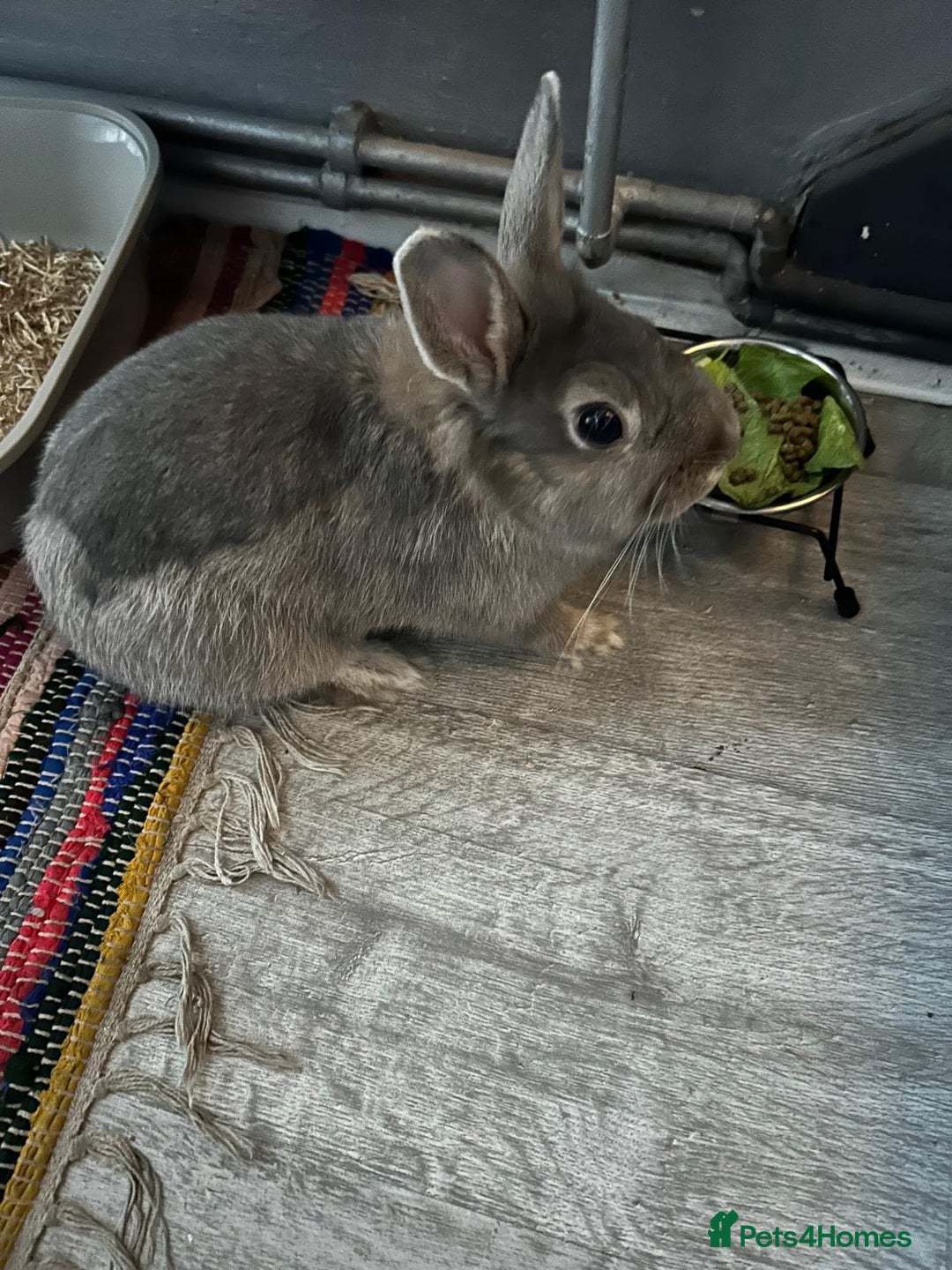 Netherland Dwarf rabbits for sale: Grey female Netherlands dwarf rabbit - Image 1