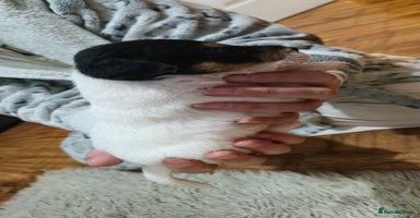 Parson Russell dogs Parson russell  - Advert 1