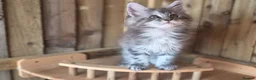 Maine Coon cats for sale: Pure Bred Maine Coon Kittens - Advert 16