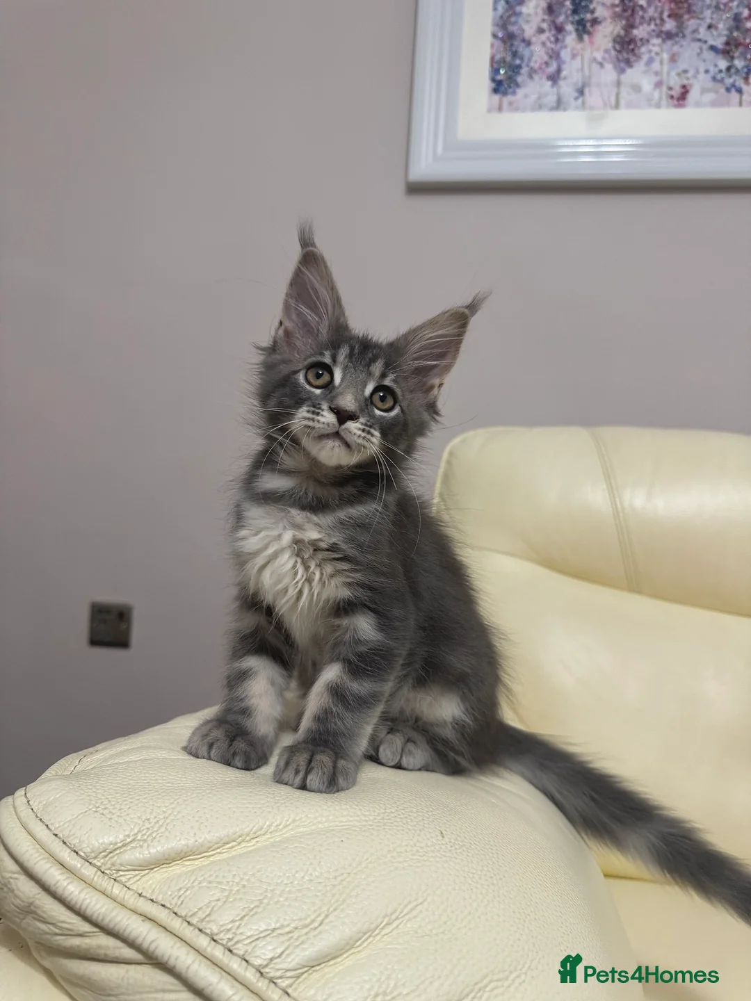 Maine Coon cats for sale: MaineCoonKitten🏆20+gen🧬Outstadning Full Pedigree - Advert 21