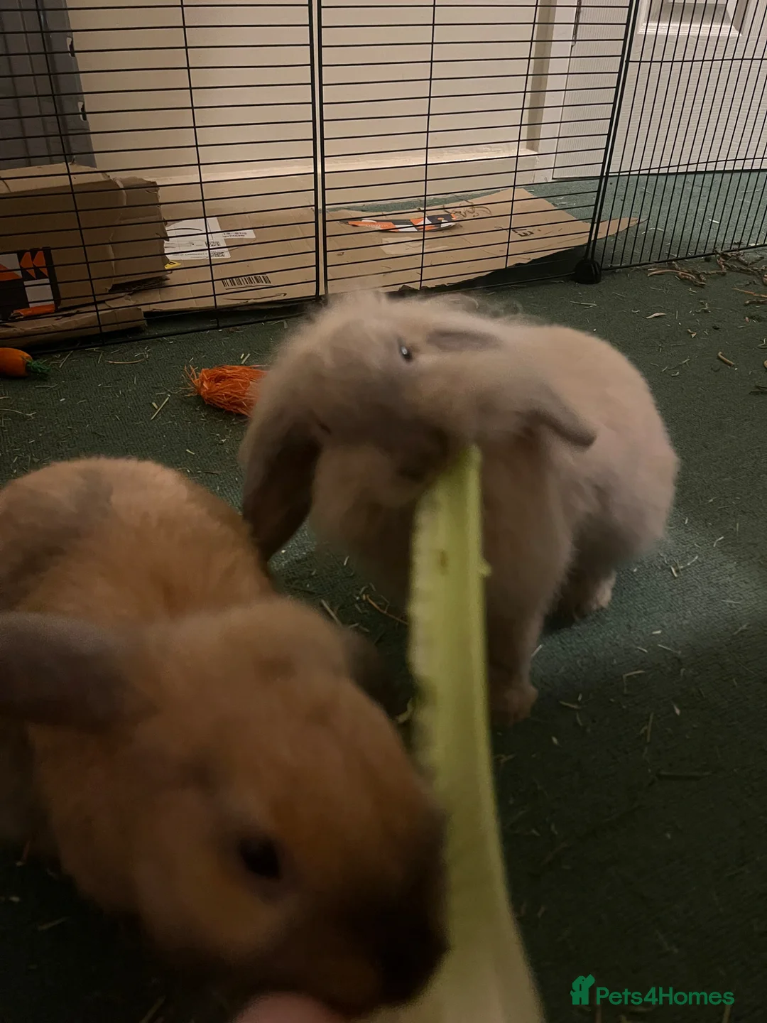 Mini Lion Lop rabbits for sale: 2 Female Lops (one lion lop)  - Advert 1