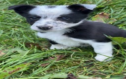 Border Collie dogs for sale: Border collie pups - Image 4