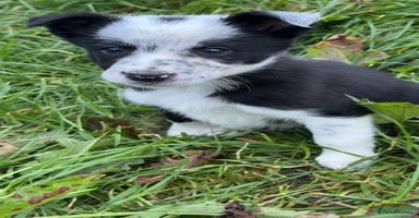 Border Collie dogs - Advert 10