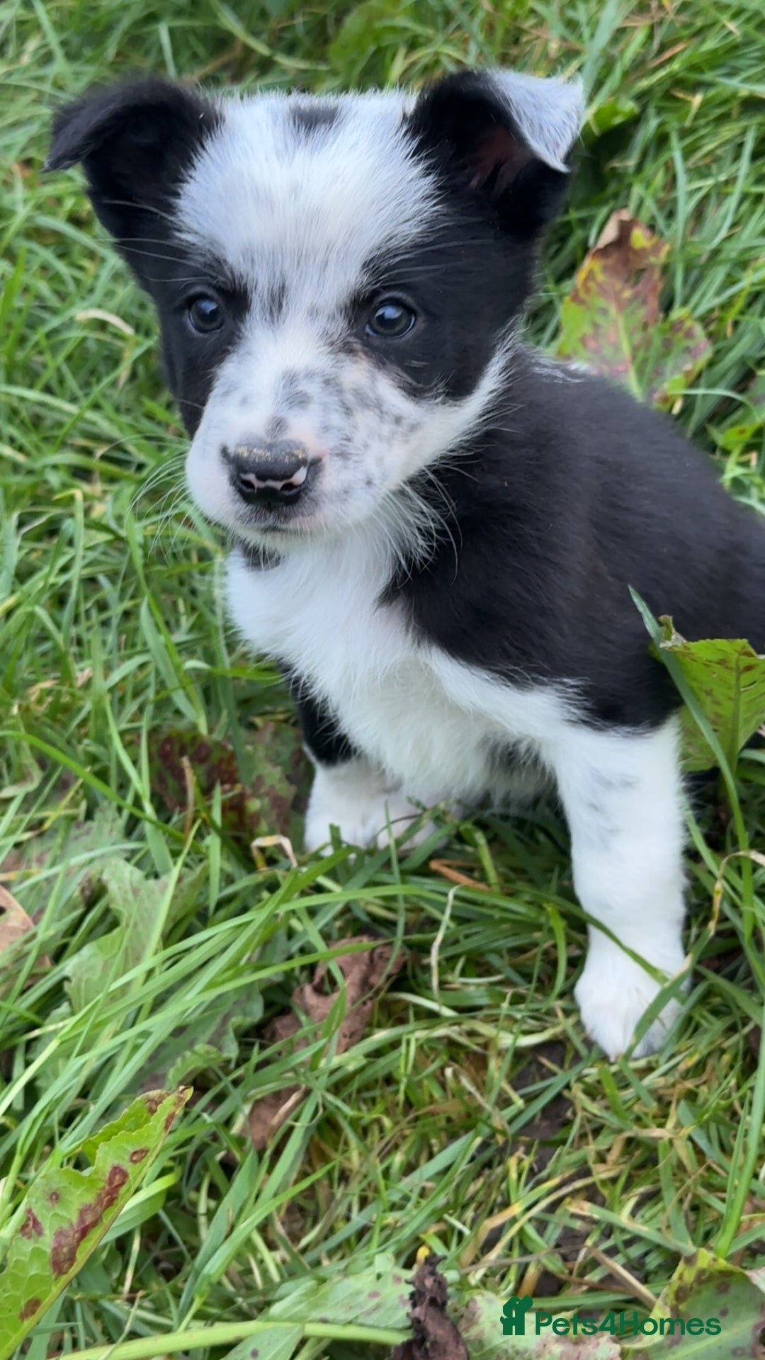Border Collie dogs for sale: Border collie pups - Image 4