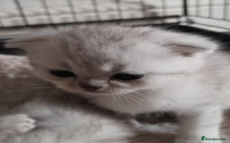 Scottish Fold cats for sale: LAST BOY FOLD. OPEN TO OFFERS.  in Aberdare - Image 4