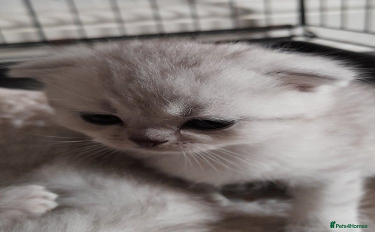 Scottish Fold cats in Aberdare - Advert 6
