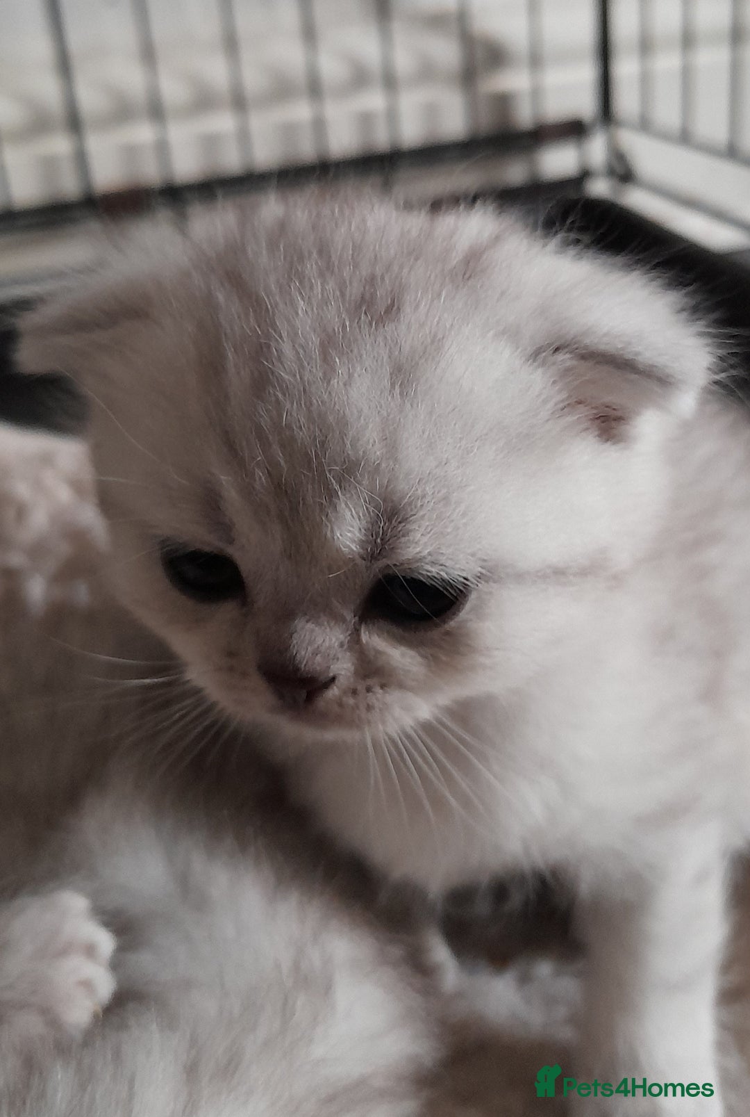 Scottish Fold cats for sale: LAST BOY FOLD. OPEN TO OFFERS.  in Aberdare - Image 4