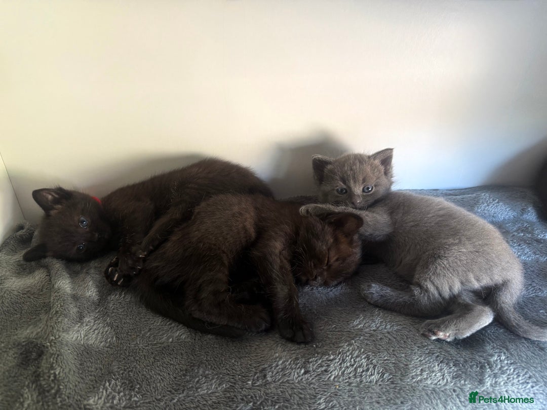 Ragdoll cats for sale: Beautiful Ragdoll X Kittens For Sale 🐾  - Image 1
