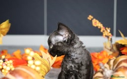 Devon Rex cats for sale: 🎉❤️ Full pedigree, healthy Devon rex boy 🎉❤️ - Image 3