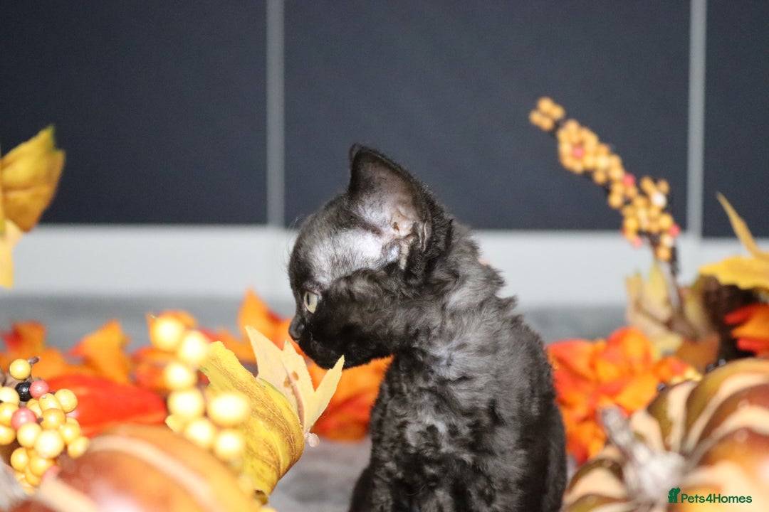 Devon Rex cats for sale: 🎉❤️ Full pedigree, healthy Devon rex boy 🎉❤️ - Image 3