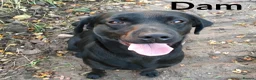 Labrador Retriever dogs for sale: Superb KC pups, health tested parents&many FTCH/Ws - Advert 7