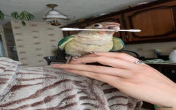 Conures birds for sale: Silly tame Handreared Turquoise Green Cheek Conure - Image 5