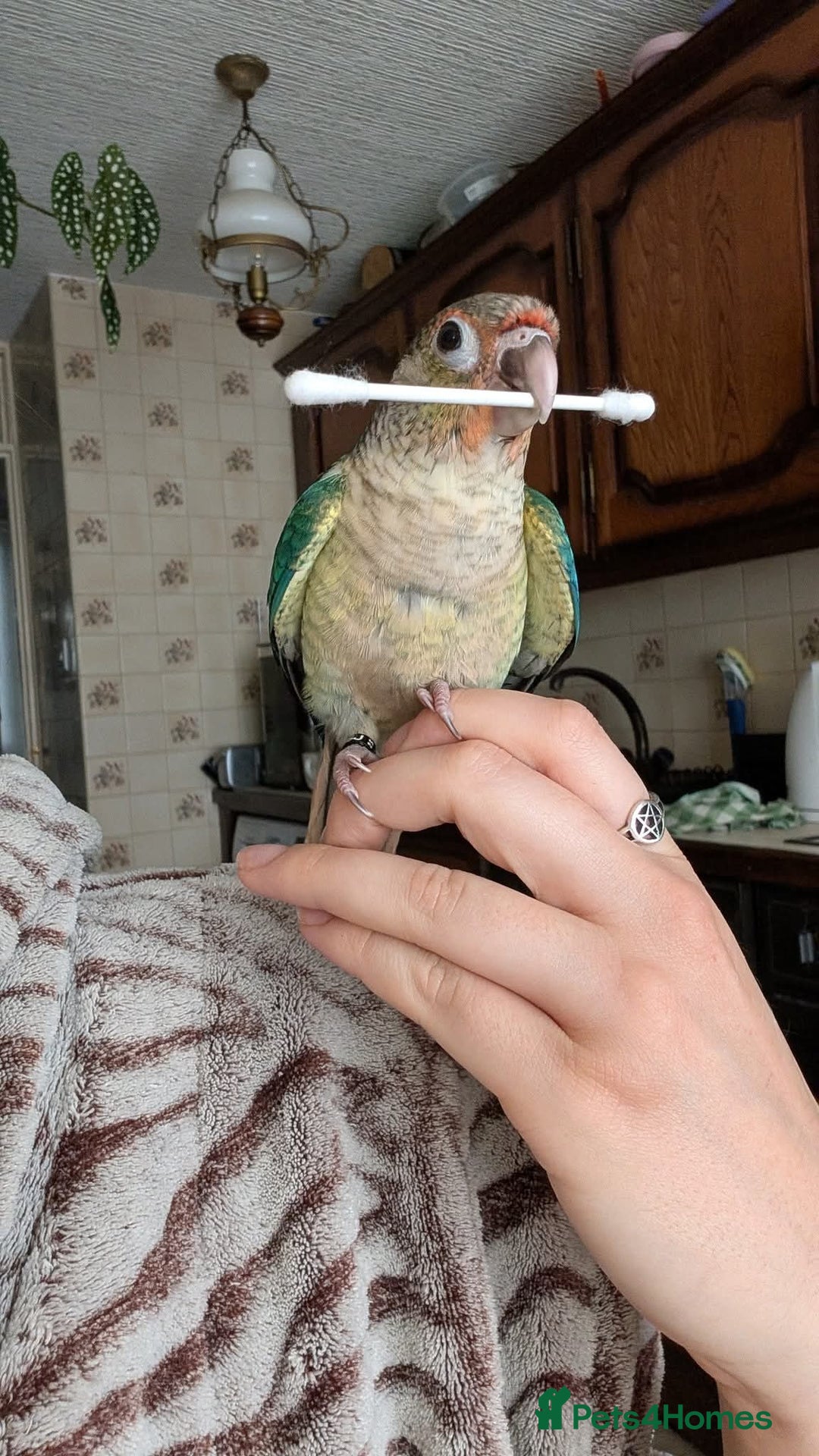 Conures birds for sale: Silly tame Handreared Turquoise Green Cheek Conure - Image 5