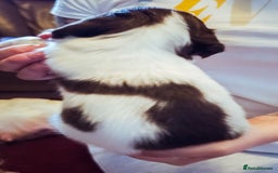 English Springer Spaniel dogs for sale: Ready now KC Reg Working Springer Spaniel Puppies - Image 11