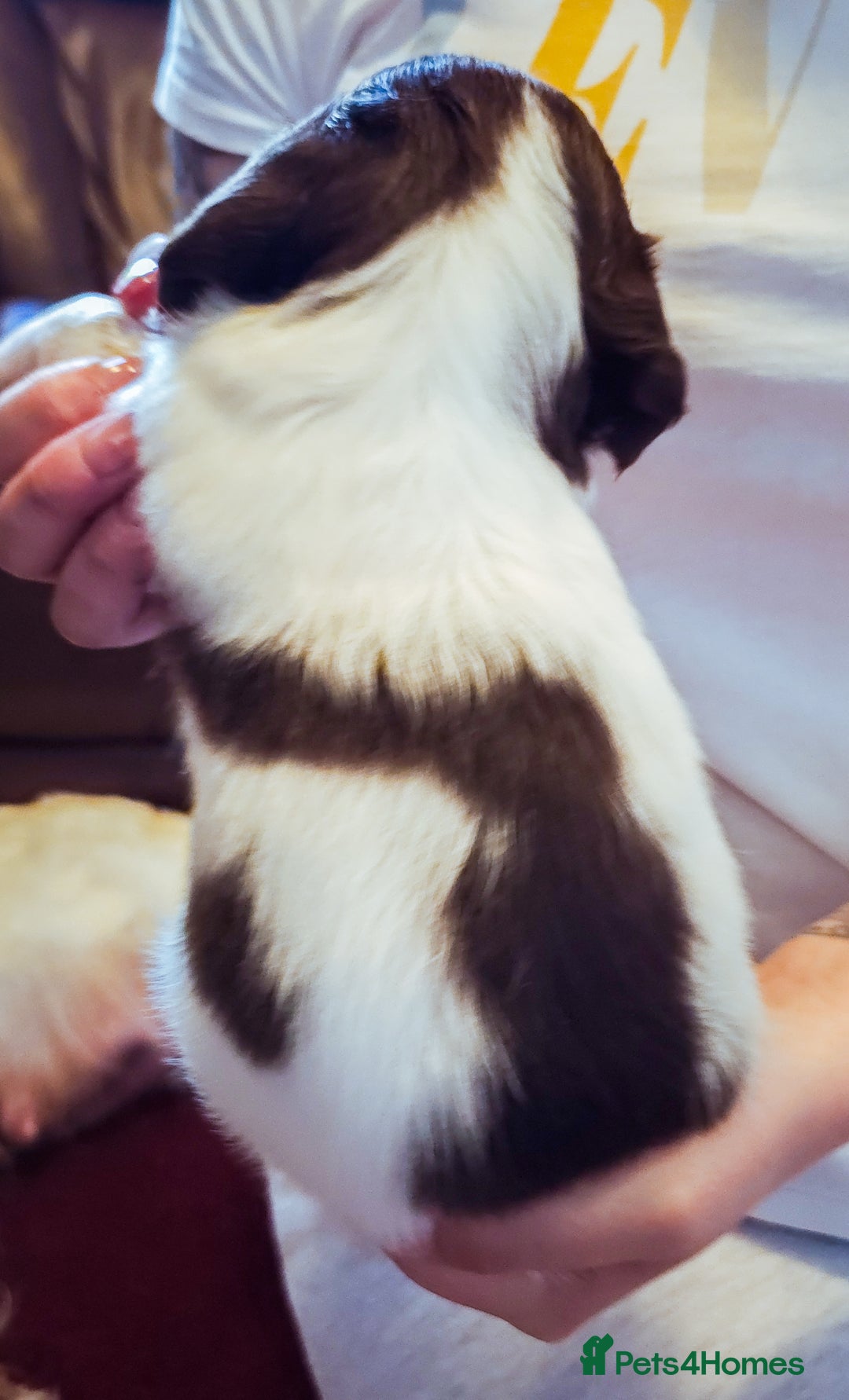 English Springer Spaniel dogs for sale: Ready now KC Reg Working Springer Spaniel Puppies - Image 11