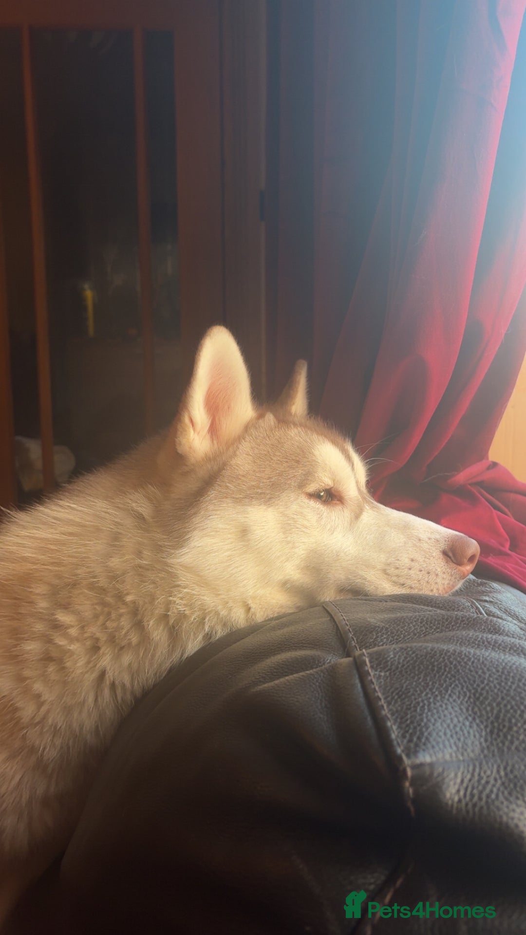 Siberian Husky dogs for stud: 🌟 KC Registered Siberian Husky Available for Stud - Advert 3