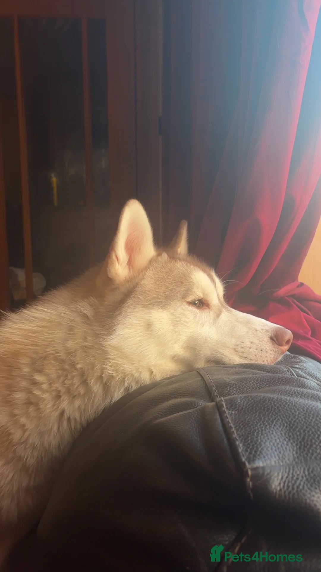 Siberian Husky dogs for stud: 🌟 KC Registered Siberian Husky Available for Stud - Advert 3