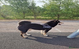 Japanese Shiba Inu dogs for sale: Shibu inu  - Advert 2