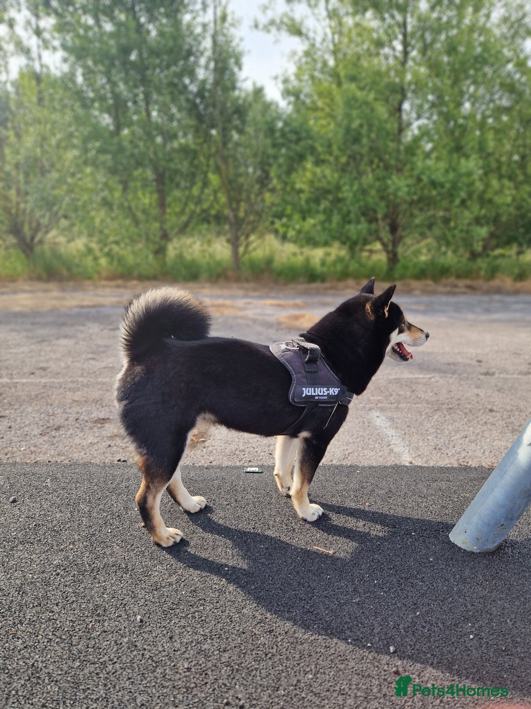 Japanese Shiba Inu dogs for sale: Shibu inu  - Advert 2