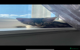 Ragdoll cats for sale: Silver ragdoll/Bengal  - Image 1