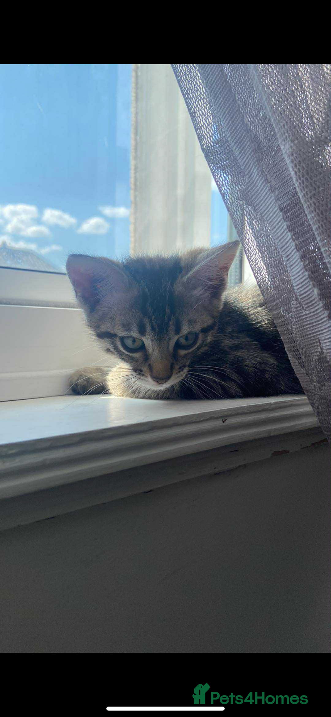 Ragdoll cats for sale: Silver ragdoll/Bengal  - Image 1