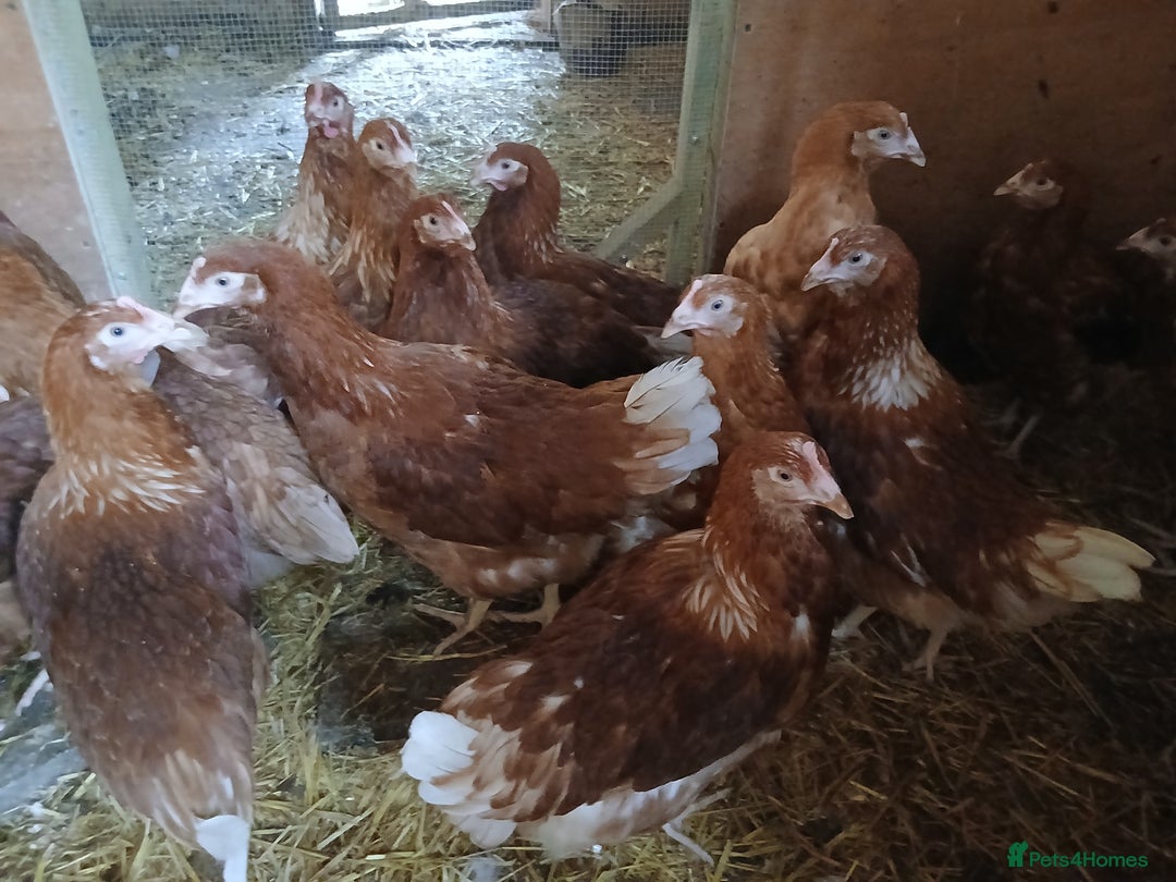 Chickens poultry for sale: Point of lay - Image 1