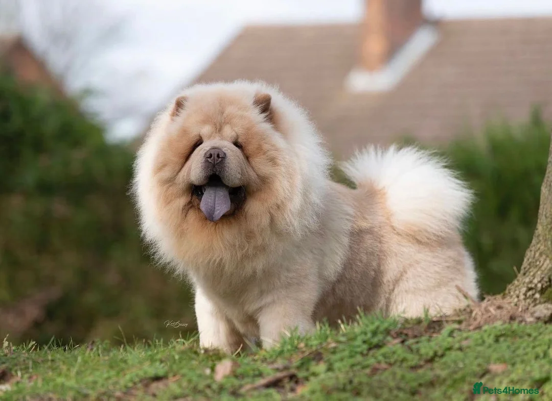 Chow Chow dogs for stud: Romeo platinum boy 🐾 in Tipton - Advert 4