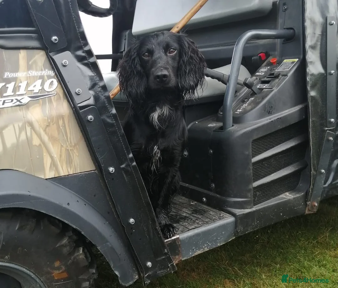 Cocker Spaniel dogs for stud: Working Cocker Spaniel For Stud - Health Tested in Kirriemuir - Advert 3