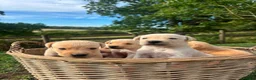 Labrador Retriever dogs for sale: Kc registered yellow Labrador puppies - Advert 5