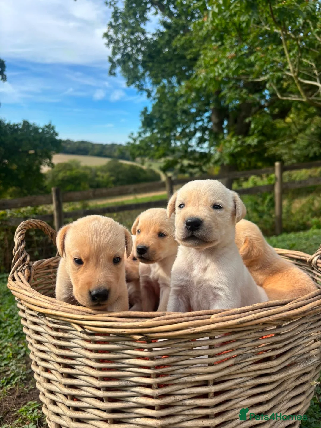 Labrador Retriever dogs for sale: Kc registered yellow Labrador puppies - Advert 5