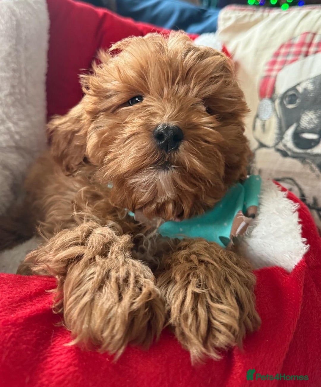 Cavapoo dogs for sale: Stunning Tiny Toy Cavapoos  - Advert 1