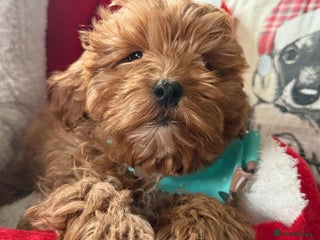 Cavapoo dogs Stunning Tiny Toy Cavapoos - Advert 10