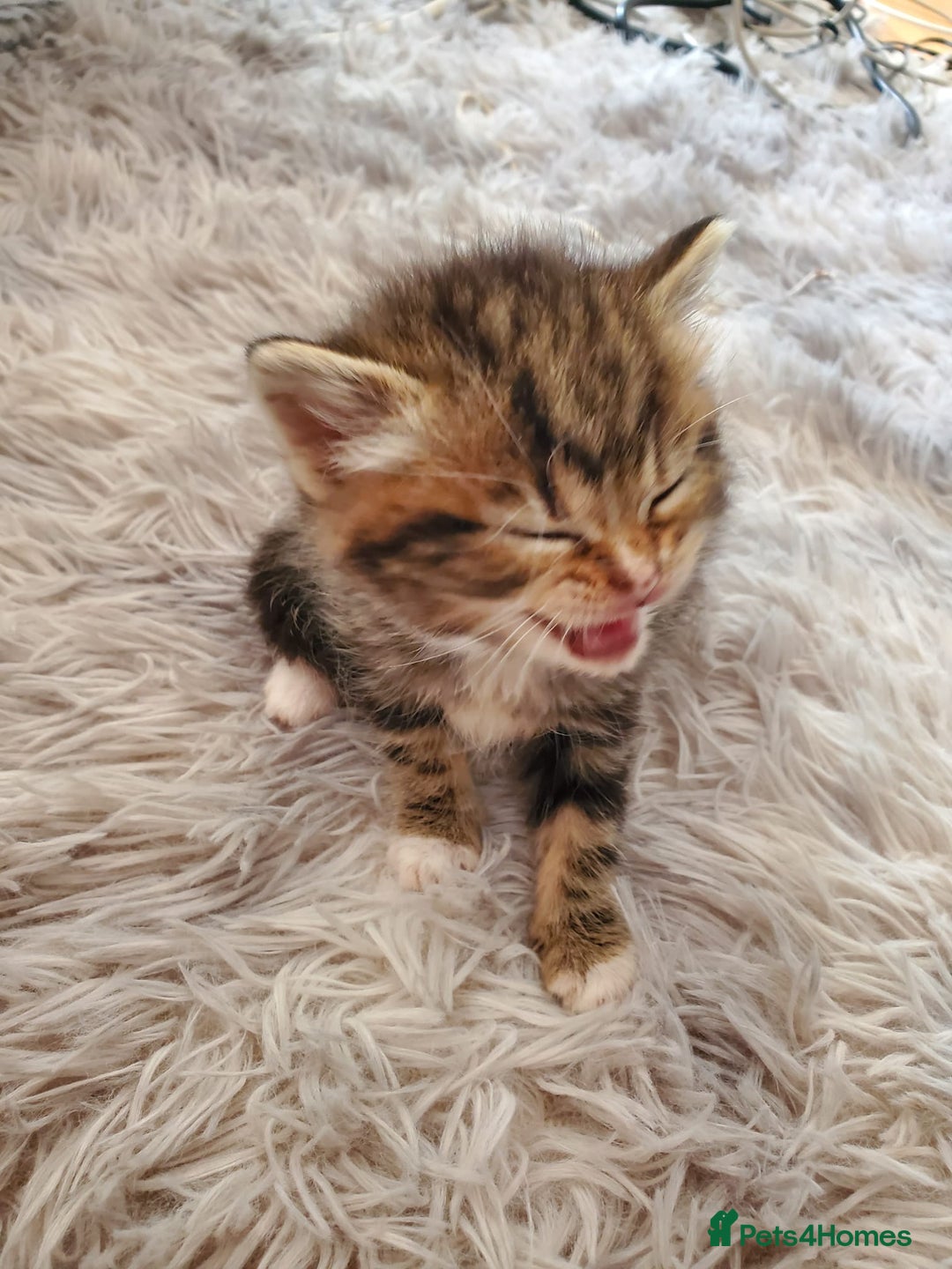 British Shorthair cats for sale: Adorable British Shorthair x Tabby Kittens - Image 1