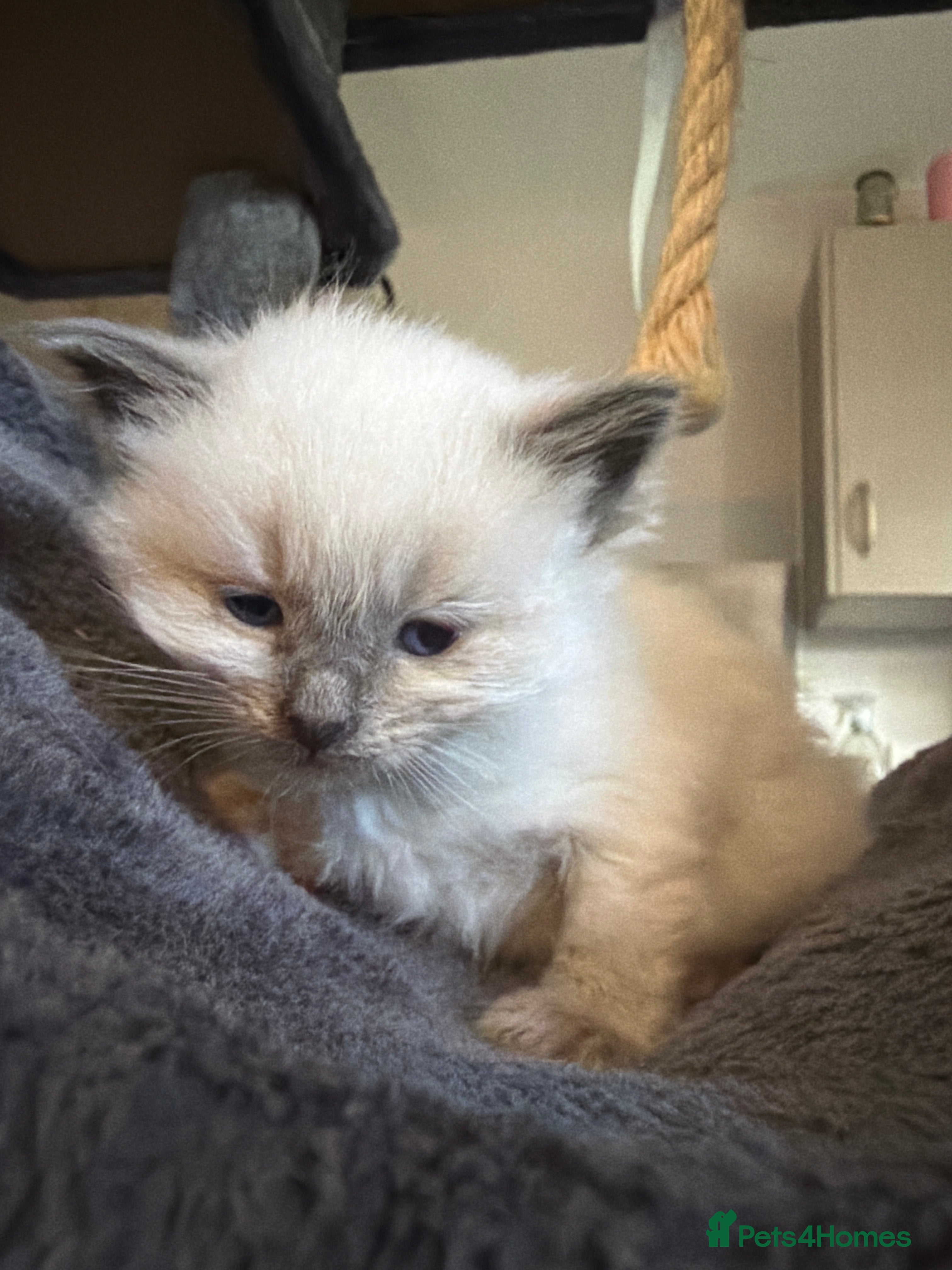 Ragdoll cats Beautiful ragdoll kittens  - Advert 2