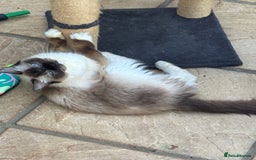 Ragcoon cats for sale: Ragcoon kittens Ready Now!  - Image 7