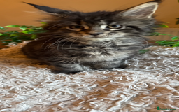 Maine Coon cats for sale: Beautiful GCCF Maine Coon kittens - Advert 12