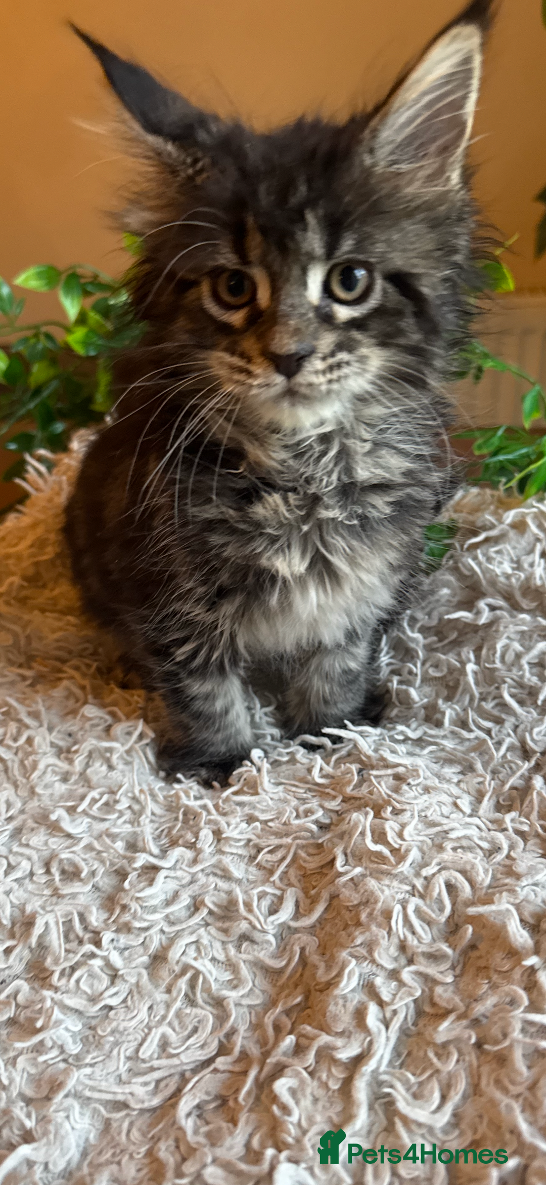Maine Coon cats for sale: Beautiful GCCF Maine Coon kittens - Advert 12