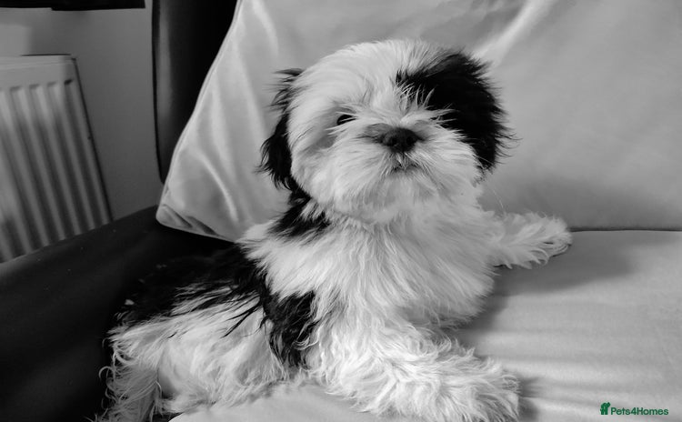 Shih Tzu dogs - Advert 10