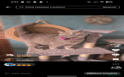 British Shorthair cats for sale: British shorthair  - Advert 1