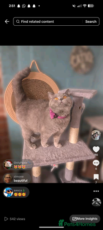 British Shorthair cats British shorthair - Advert 1