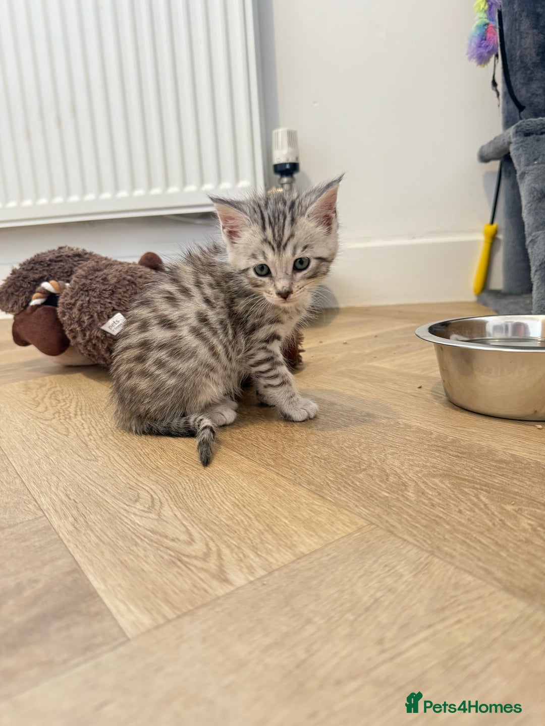 Mixed Breed cats for sale: Maine Coon x Savannah Kittens - Advert 23