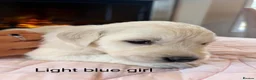 Golden Retriever dogs for sale:     Stunning KC Registered Golden Retriever Pups - Advert 12