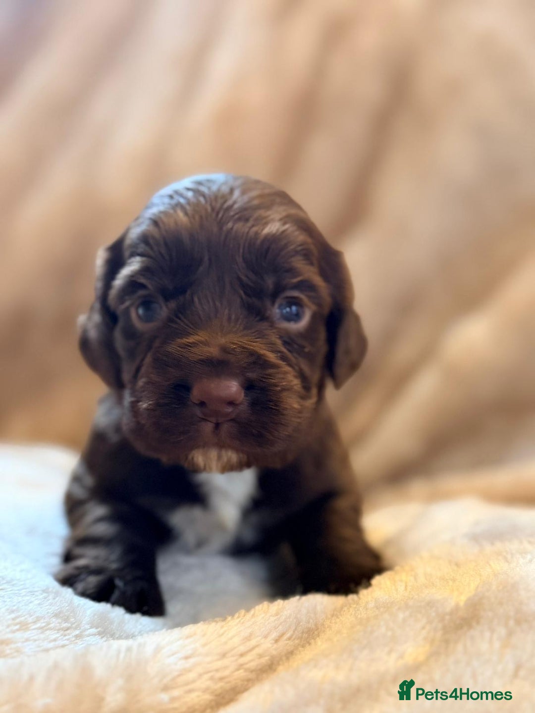 Cocker Spaniel dogs for sale: Gorgeous litter of working cocker spaniel puppies - Advert 11