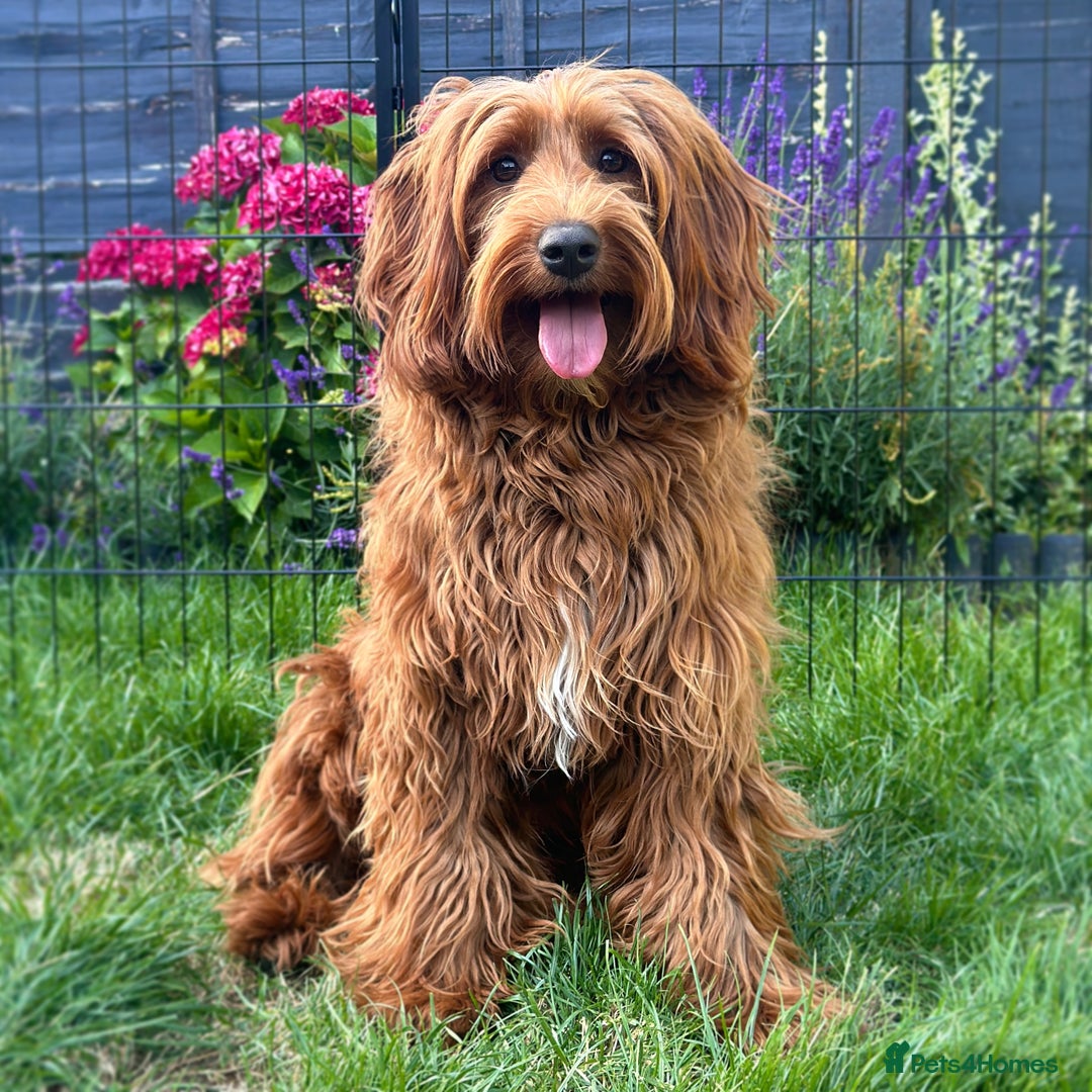 Australian Labradoodle dogs for sale: Superior Australian Labradoodles Due October - Image 10